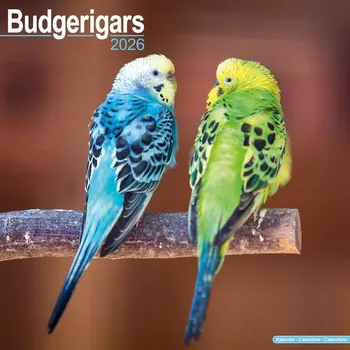 Kalendář Kalendář 2026 Budgerigar