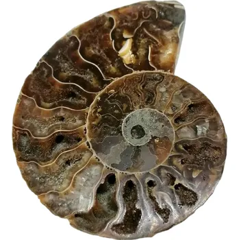Sběratelství Zkamenělina amonita 25 g – přírodní fosilie