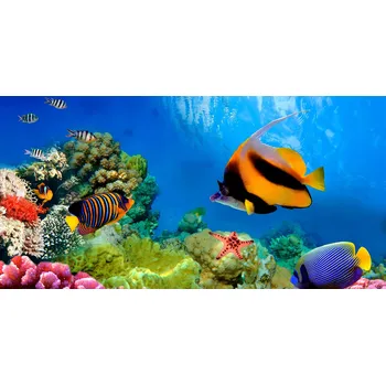 Obraz Ochranná podložka na stůl 120x60 Rybičky Korálový Útes