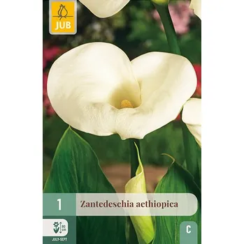 Cibulovina Kala Zantedeschia Aethiopica (1 cibule) kornoutice