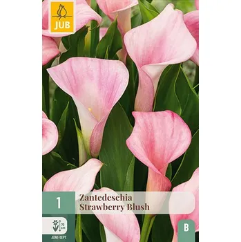 Cibulovina Kala Zantedeschia STRAWBERRY BLUSH (1 cibule) kornoutice