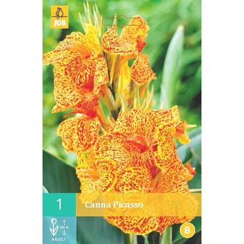 Cibulovina Kana Picasso (1 hlíza)