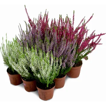 Sazenice Vřesy a vřesovce různobarevné sazenice v kontejneru 0,5-1l