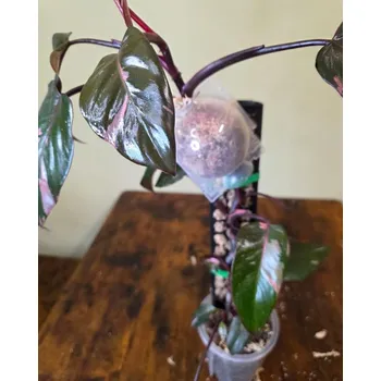 Koření Kořenící obal s rašeliníkem (bublina, bublinka)