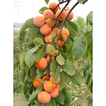Semeno Diospyros x hybrida ´Sosnovskaya´ - hardy persimmon /diospyros lotus /summer 2026/