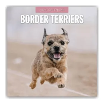 Diář Border Terriers - Border Terrier 2026 - 16-Monatskalender (EN)