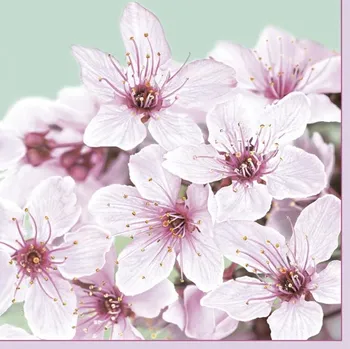 Papírový kapesník Pol-Mak Ubrousky DAISY L (20ks) Cherry Blossom 295604