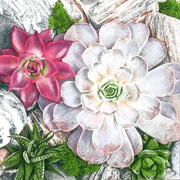 Papírový kapesník Pol-Mak Ubrousky MAKI L (20ks) Succulent Plants and Stones Composition 301111