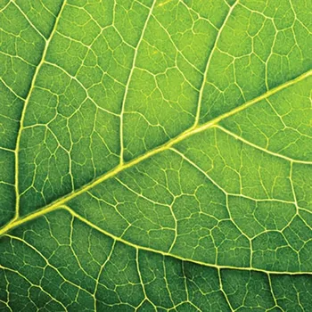 Papírový kapesník Paw Ubrousky PAW L 33x33cm Leaf Close Up 447071