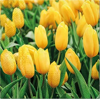 Papírový kapesník Paw Ubrousky PAW L 33x33cm Tulips Field 453463