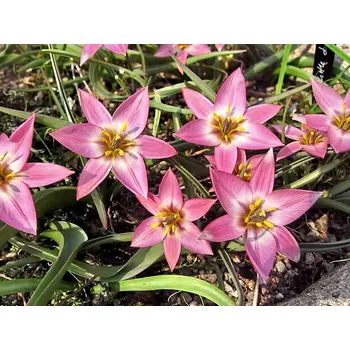 Cibulovina Tulipán Aucheriana 10 ks