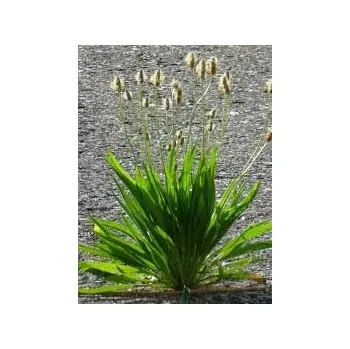 Speciální výživa Sedmikráska bylinný sirup Jitrocel - normální funkce dýchací soustavy , jater, trávení , antioxidant, imunita