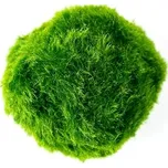 Gardners Cladophora Aegagropila XS 1 ks