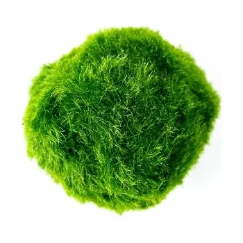 Akvaristika Gardners Cladophora Aegagropila XS 1 ks