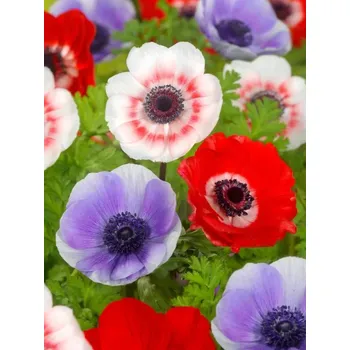 Cibulovina Sasanka De Caen Mix 40 ks