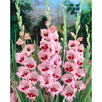 Semeno Mečík 'Wine and roses' 5 ks Velikost cibulí: 8/10