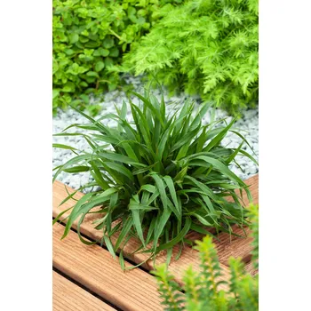 Sazenice Bika lesní 'Igel' v květináči