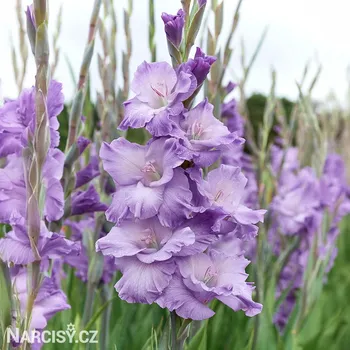 Cibulovina Mečík - Milka .: 5 ks