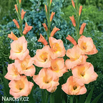 Cibulovina Mečík - Esta Bonita .: 5 ks