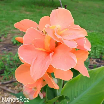 Cibulovina Dosna - Canna Peach Blush .: 1 ks