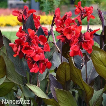 Cibulovina Dosna - Scarlet Bronze .: 1 ks