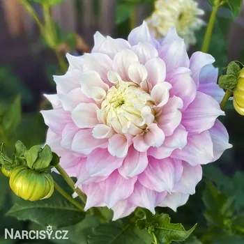 Cibulovina Jiřina - Gitt's perfection .: 1 ks