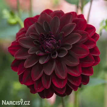 Cibulovina Jiřina - Arabian night .: 1 ks