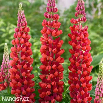Cibulovina Lupina červená .: 3 ks