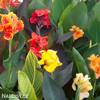 Cibulovina Dosna - Canna směs .: 3 ks