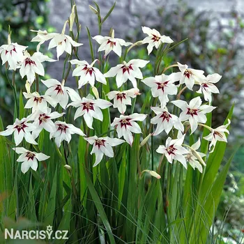 Cibulovina Acidanthera bicolor - Paví orchidej .: 10 ks