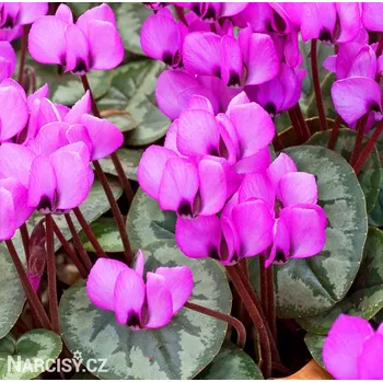 Cibulovina Cyclamen coum - Brambořík jarní .: 1 ks