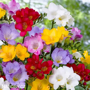 Cibulovina Frézie - směs jednoduchých .: 10 ks