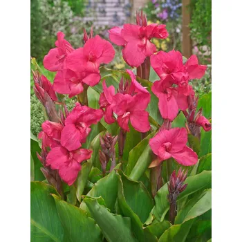 Cibulovina Dosna - Canna Empire .: 1 ks