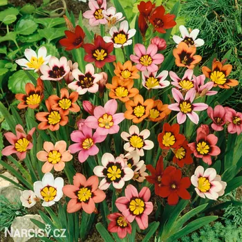 Cibulovina Sparaxis tricolor - Cikánská květina, Dřípulka směs barev .: 10 ks