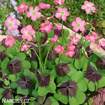 Cibulovina Šťavel - Oxalis Deppei .: 10 ks