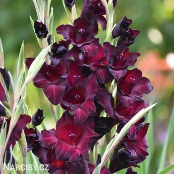 Cibulovina Mečík - Espresso .: 5 ks