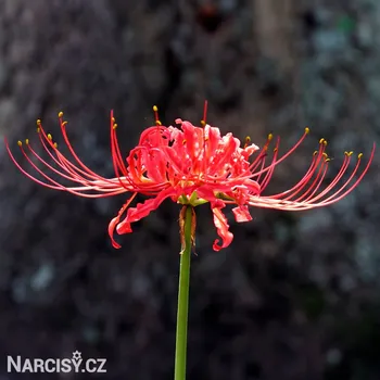 Cibulovina Lycoris - Pavoučí lilie červená .: 1 ks