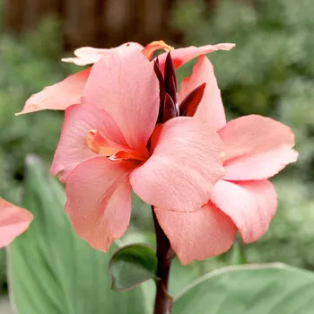 Cibulovina Dosna - Canna Mango .: 1 ks