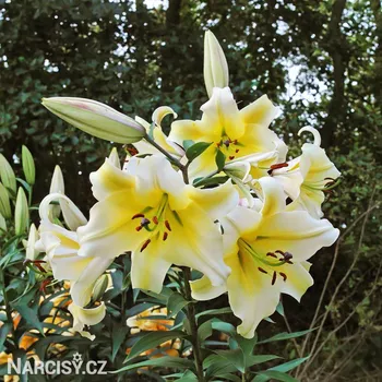 Cibulovina Lilie orient - Conca dOr .: 1 ks