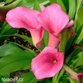 Cibulovina Kala - Rehmannii Pink .: 1 ks