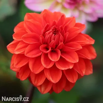 Cibulovina Jiřina - Ellen Houston .: 1 ks