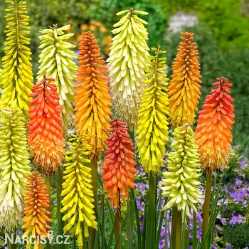 Cibulovina Mnohokvět - Směs barev .: 3 ks