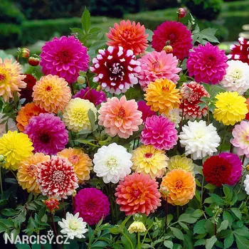 Cibulovina Jiřina - Směs barev .: 3 ks