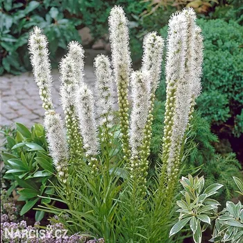 Cibulovina Liatris floristan alba - Šuškarda bílá .: 10 ks
