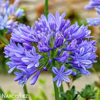 Cibulovina Agapanthus - Kalokvět Madeirský .: 1 ks
