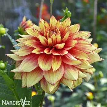 Cibulovina Jiřina - Dazzling Magic .: 1 ks