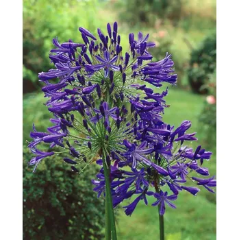 Semeno Kalokvět 'Back in Black' v květináči