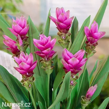 Cibulovina Kurkuma - Pink Wonder .: 1 ks