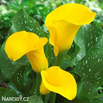 Cibulovina Kala - Gold Crown .: 1 ks