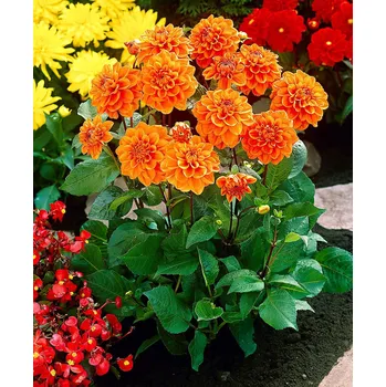 Cibulovina Jiřina - Orange Nugget .: 1 ks